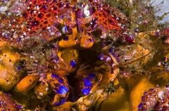 Puget Sound King Crab (Lopholithodes mandtii) Puget Sound King Crab (Lopholithodes mandtii)