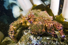 Puget Sound King Crab (Lopholithodes mandtii) Puget Sound King Crab (Lopholithodes mandtii)