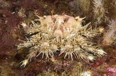 Heart Crab (Phyllolithodes papillosus) Heart Crab (Phyllolithodes papillosus)