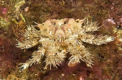 Heart Crab (Phyllolithodes papillosus) Heart Crab (Phyllolithodes papillosus)