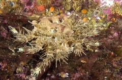 Heart Crab (Phyllolithodes papillosus) Heart Crab (Phyllolithodes papillosus)