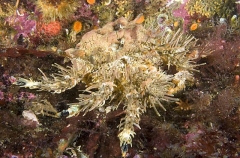 Heart Crab (Phyllolithodes papillosus) Heart Crab (Phyllolithodes papillosus)