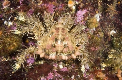 Heart Crab (Phyllolithodes papillosus) Heart Crab (Phyllolithodes papillosus)