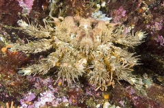 Heart Crab (Phyllolithodes papillosus) Heart Crab (Phyllolithodes papillosus)