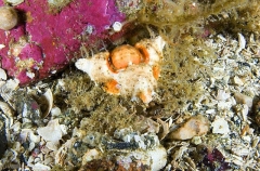 Rhinoceros Crab (Rhinolithodes wosnessenskii) Rhinoceros Crab (Rhinolithodes wosnessenskii)