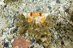 Rhinoceros Crab (Rhinolithodes wosnessenskii) Rhinoceros Crab (Rhinolithodes wosnessenskii)