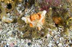 Rhinoceros Crab (Rhinolithodes wosnessenskii) Rhinoceros Crab (Rhinolithodes wosnessenskii)