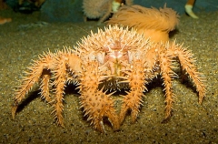 Porcupine Crab (Paralomis histrix) Porcupine Crab (Paralomis histrix)
