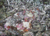 Reef Stonefish (Synanceia verrucosa) Reef Stonefish (Synanceia verrucosa)