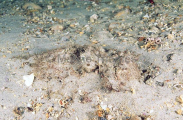 Esturine Stonefish (Synanceia horrida)
