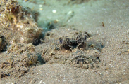 Devilfish (Inimicus didactylus) Devilfish (Inimicus didactylus)