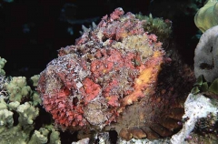 Reef Stonefish (Synanceia verrucosa) Reef Stonefish (Synanceia verrucosa)