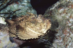 Reef Stonefish (Synanceia verrucosa) Reef Stonefish (Synanceia verrucosa)