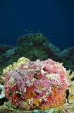 Reef Stonefish (Synanceia verrucosa) Reef Stonefish (Synanceia verrucosa)