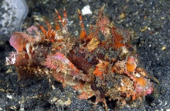 Caledonian Stinger (Inimicus caledonicus) Caledonian Stinger (Inimicus caledonicus)