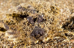 Devilfish (Inimicus didactylus) Devilfish (Inimicus didactylus)