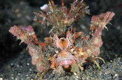 Devilfish (Inimicus didactylus) Devilfish (Inimicus didactylus)