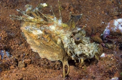 Devilfish (Inimicus didactylus) Devilfish (Inimicus didactylus)