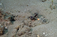 Devilfish (Inimicus didactylus) Devilfish (Inimicus didactylus)