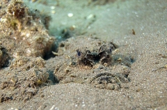 Devilfish (Inimicus didactylus) Devilfish (Inimicus didactylus)