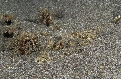 Devilfish (Inimicus didactylus) Devilfish (Inimicus didactylus)