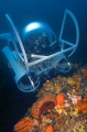 Ocean Pearl Submarine. Two person submersible descending down sponge encrusted temperate reef wall.