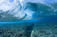 Wave breaking over coral reef shallows. Wave breaking over coral reef shallows.