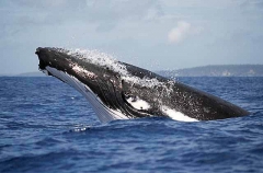 Humpback Whale (Megaptera novaeangliae) Humpback Whale (Megaptera novaeangliae)