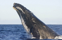 Humpback Whale (Megaptera novaeangliae) Humpback Whale (Megaptera novaeangliae)