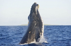 Humpback Whale (Megaptera novaeangliae) Humpback Whale (Megaptera novaeangliae)
