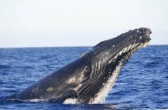 Humpback Whale (Megaptera novaeangliae) Humpback Whale (Megaptera novaeangliae)