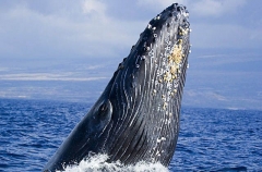 Humpback Whale (Megaptera novaeangliae) Humpback Whale (Megaptera novaeangliae)