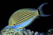 Striped Surgeonfish (Acanthurus lineatus) Striped Surgeonfish (Acanthurus lineatus)
