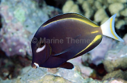 Whitecheek Surgeonfish (Acanthurus nigricans)