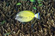 Whitecheek Surgeonfish (Acanthurus nigricans) Whitecheek Surgeonfish (Acanthurus nigricans)