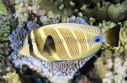 Pacific Sailfin Tang (Zebrasoma veliferum) Pacific Sailfin Tang (Zebrasoma veliferum)