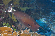 Whitemargin Unicornfish (Naso annulatus) Whitemargin Unicornfish (Naso annulatus)