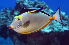 Orangespine Unicornfish (Naso lituratus) Orangespine Unicornfish (Naso lituratus)