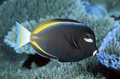 Whitecheek Surgeonfish (Acanthurus nigricans)