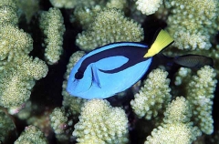 Blue Tang or Palette Surgeonfish (Paracanthurus hepatus) Blue Tang or Palette Surgeonfish (Paracanthurus hepatus)