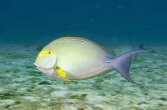 Eyestripe Surgeonfish (Acanthurus dussumieri) Eyestripe Surgeonfish (Acanthurus dussumieri)