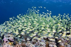 Convict Tang (Acanthurus triostegus) Convict Tang (Acanthurus triostegus)
