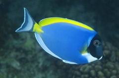 Powderblue Surgeonfish (Acanthurus leucosternon) Powderblue Surgeonfish (Acanthurus leucosternon)