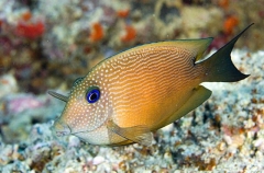 Goldring Bristletooth (Ctenochaetus strigosus) Goldring Bristletooth (Ctenochaetus strigosus)