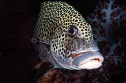 Many-spotted Sweetlips (Plectorhinchus chaetodonoides) Many-spotted Sweetlips (Plectorhinchus chaetodonoides)