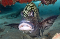 Many-spotted Sweetlips (Plectorhinchus chaetodonoides) Many-spotted Sweetlips (Plectorhinchus chaetodonoides)