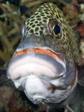 Many-spotted Sweetlips (Plectorhinchus chaetodonoides) Many-spotted Sweetlips (Plectorhinchus chaetodonoides)