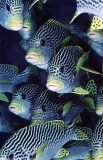 Oblique-banded Sweetlips (Plectorhinchus lineatus) Oblique-banded Sweetlips (Plectorhinchus lineatus)