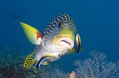 Oblique-banded Sweetlips (Plectorhinchus lineatus) Oblique-banded Sweetlips (Plectorhinchus lineatus)