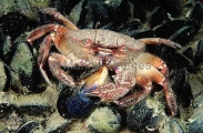 Red Swimmer Crab (Netocarcinus tuberculosus) Red Swimmer Crab (Netocarcinus tuberculosus)